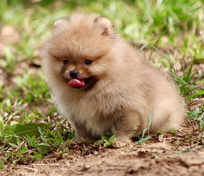 Pomerania Cara de Oso