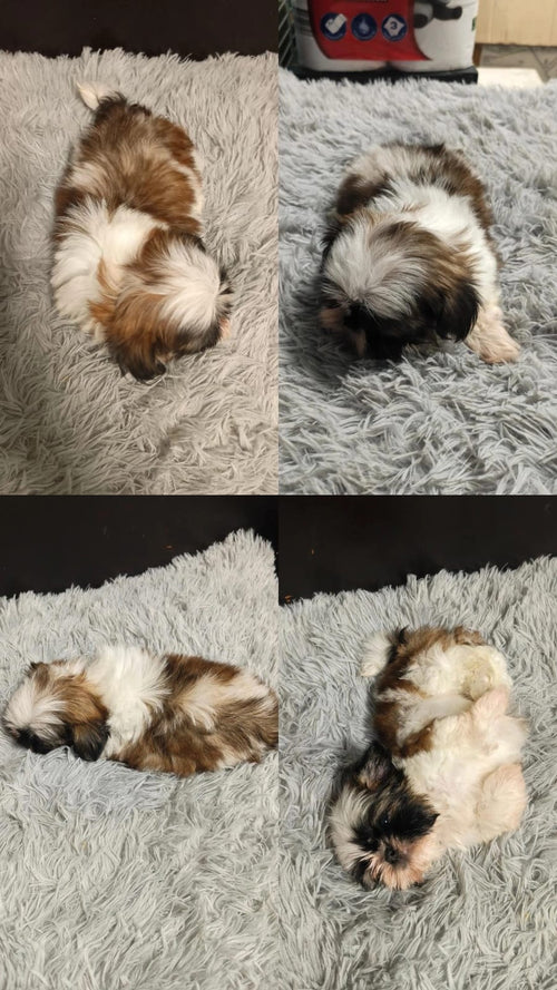 Shih Tzu